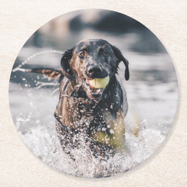 Schwarze Labrador-Plays in Wasser Runder Pappuntersetzer (Vorderseite)