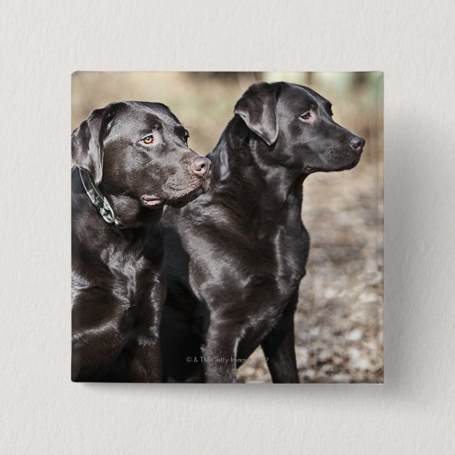 Schwarze Labrador-Retriever Button (Vorderseite)