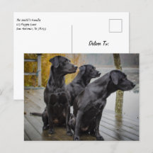 Schwarze Labradore auf einem Dock