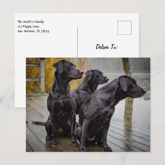 Schwarze Labradore auf einem Dock Postkarte (Vorne/Hinten)
