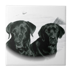 Schwarze Labradore Fliese