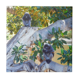 Schwarze Langur-Affen essen, dünne Untersetzer