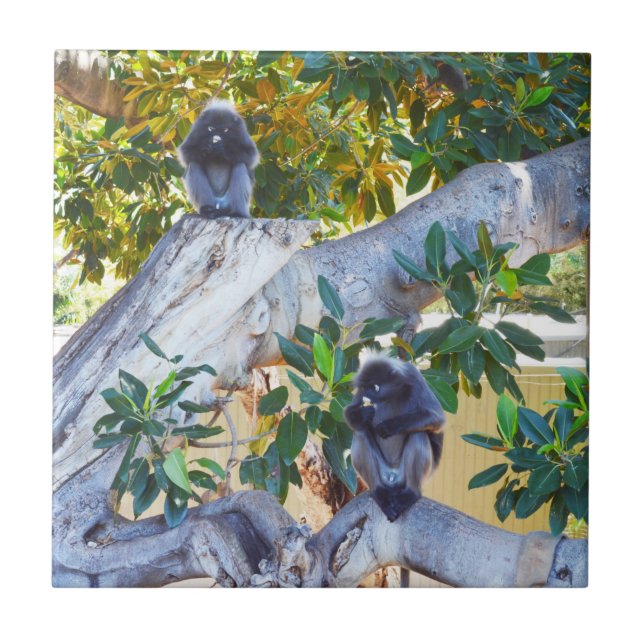 Schwarze Langur-Affen essen, dünne Untersetzer (Vorderseite)