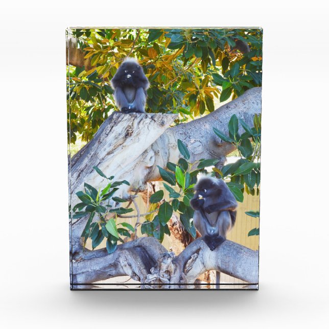 Schwarze Langur-Affen essen, Foto Block (Vorderseite)