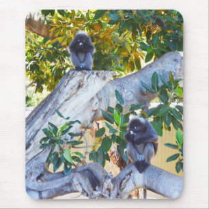 Schwarze Langur Affen essen, Mousepad