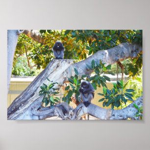 Schwarze Langur-Affen essen, Poster