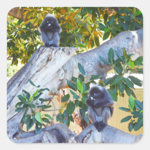 Schwarze Langur-Affen essen, Sticker
