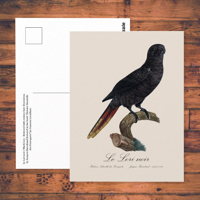 Schwarze Lori oder Schwarzlori, Chalcopsitta atra Postkarte (Black Lory or Red-Quilled Lory, Chalcopsitta atra. Postcard)