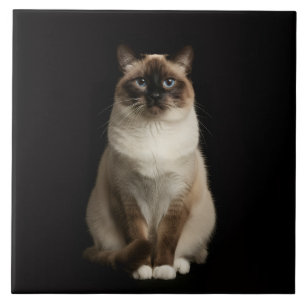 Schwarze Luxe-Fliese mit Birman-Katze Fliese
