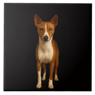 Schwarze Luxusfliese mit klassigem Basenji-Hund Fliese
