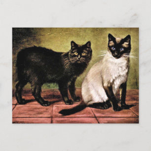 Schwarze Mank und königliche siamesische Katze Postkarte