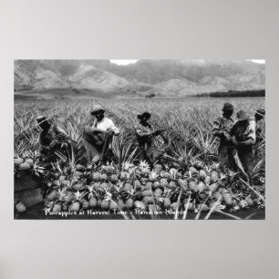 Schwarze Männer pflücken Ananas bei der Ernte - Poster