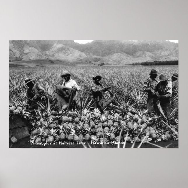 Schwarze Männer pflücken Ananas bei der Ernte - Poster (Vorne)