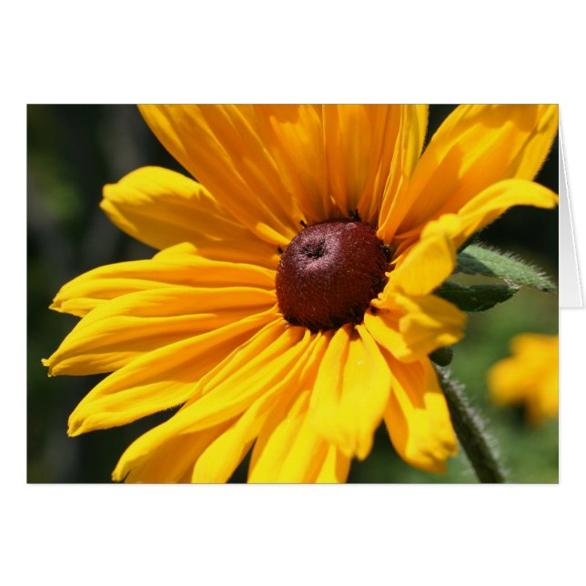 Schwarze Mit Augen Susan Flower Fotokarte (Vorderseite (Horizontal))