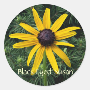Schwarze mit Augen Susan MD-Blume Runder Aufkleber