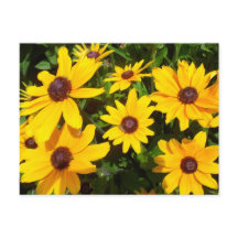Schwarze Mit Augen Susans - Rudbeckias