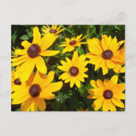 Schwarze Mit Augen Susans - Rudbeckias Postkarte