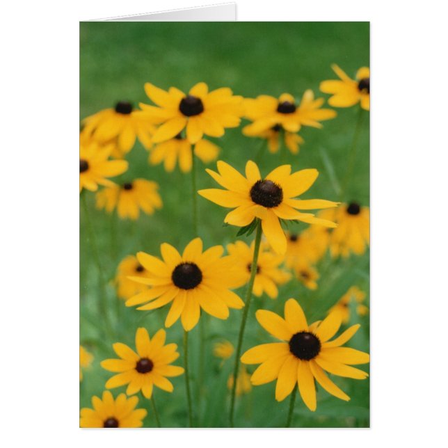 Schwarze Mit Augen Susien (Vorne)