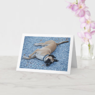 Schwarze Mouth Cur Canine auf Kies Karte