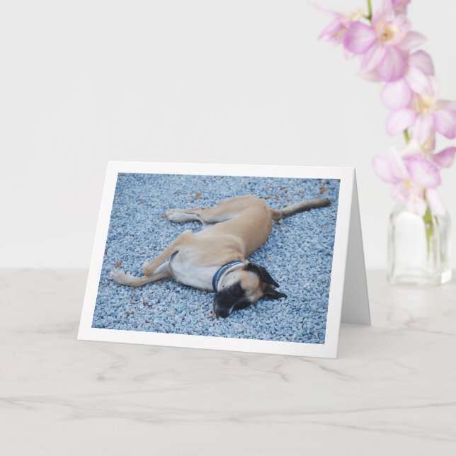 Schwarze Mouth Cur Canine auf Kies Karte (Orchidee)