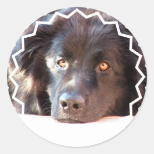 Schwarze Neufundland-Hundeaufkleber Runder Aufkleber