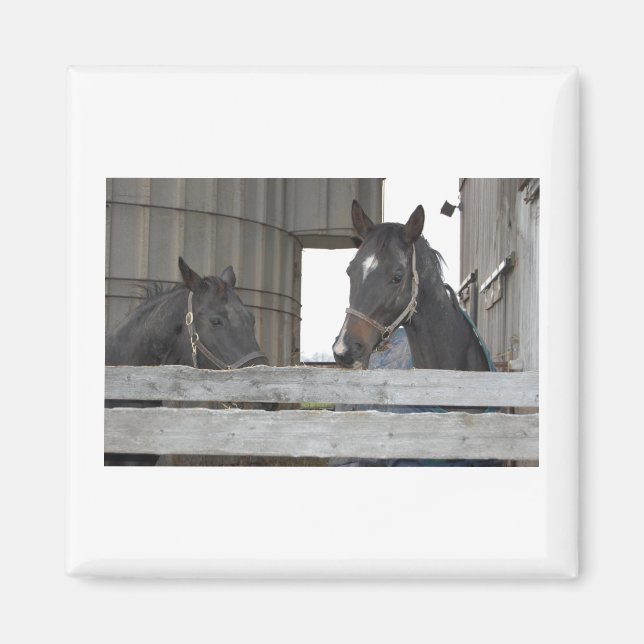 Schwarze Pferde/Ranch Magnet (Vorne)