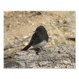 Schwarze Phoebe Gewohnheit 10" x 8" Fotodruck