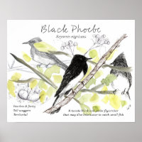 Schwarze Phoebe-Vogel Smoking Schwarzbaumzeichnung