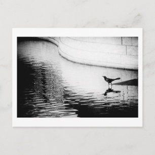 Schwarze Reihe mit Reflektion über Wasser - Foto P Postkarte