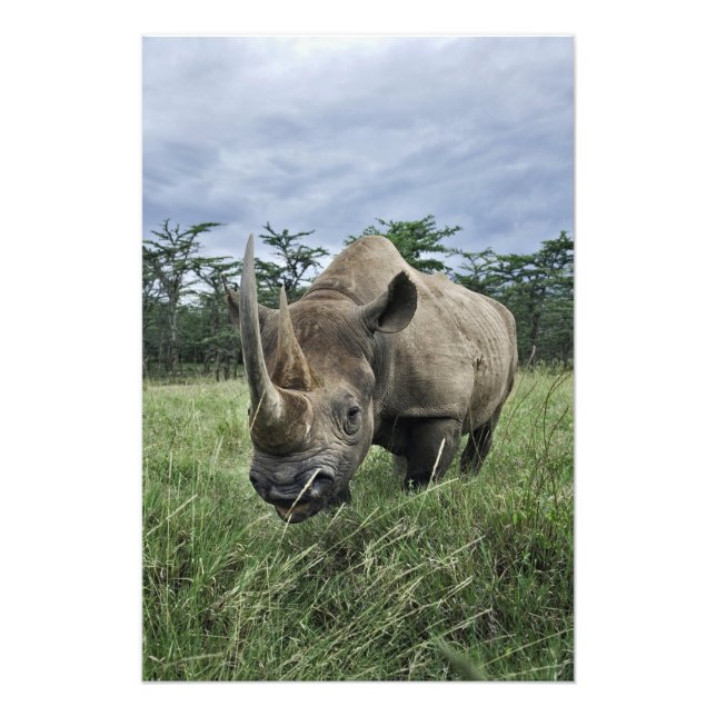 Schwarze Rhinozeros, Diceros bicornis, Kenia Fotodruck (Vorne)