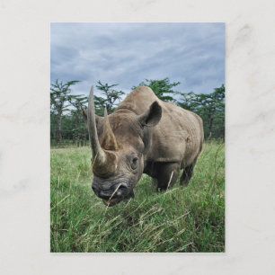 Schwarze Rhinozeros, Diceros bicornis, Kenia Postkarte
