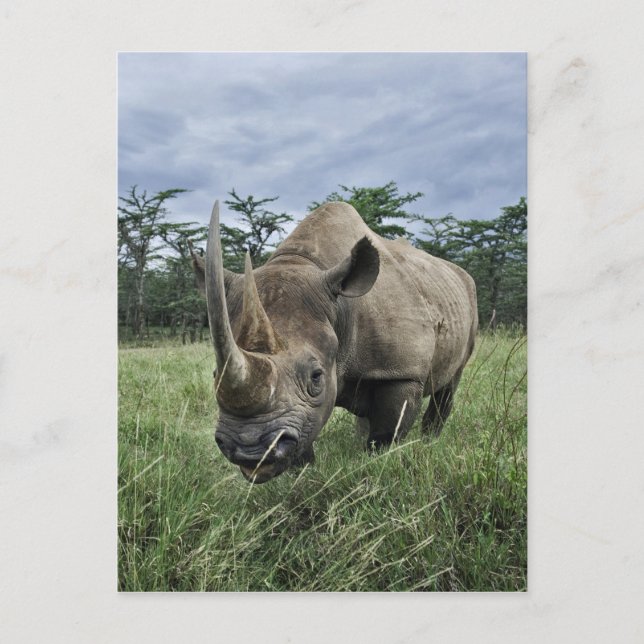 Schwarze Rhinozeros, Diceros bicornis, Kenia Postkarte (Vorderseite)