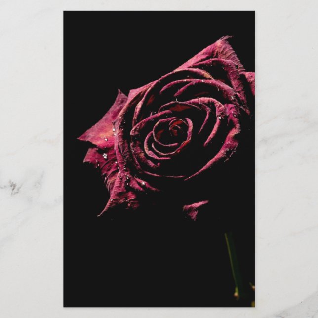 schwarze Rose (Vorderseite)