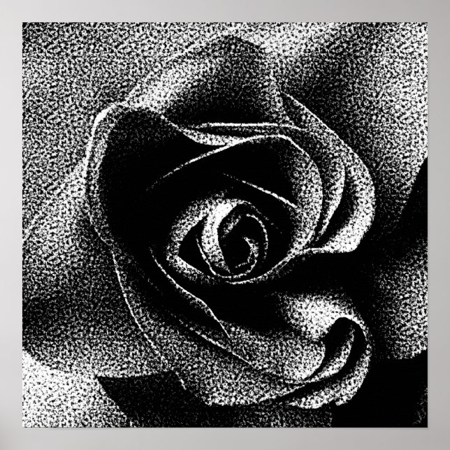 SCHWARZE ROSE POSTER (Vorne)