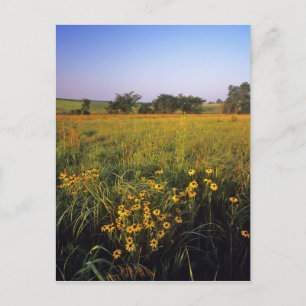 Schwarze Rudbeckien in Tallgrass-Prärie bei Neil Postkarte