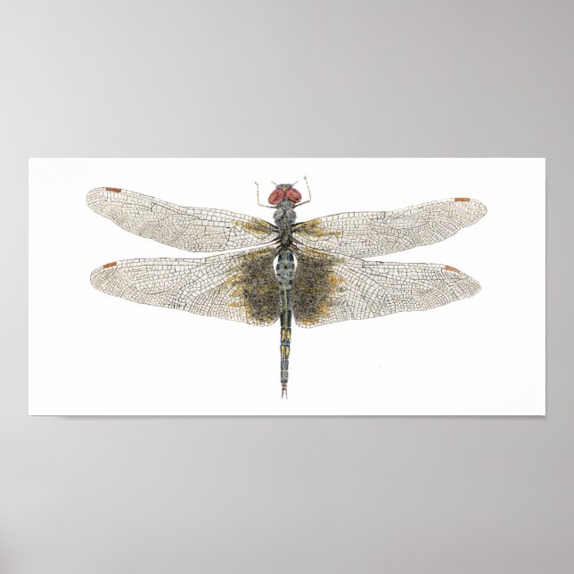 Schwarze Saddlebags Dragonfly Poster (Vorne)