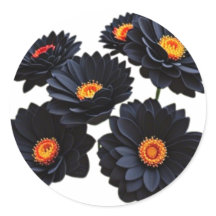 Schwarze Samtblumen
