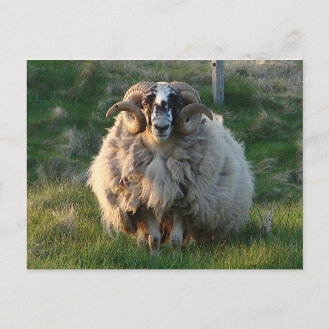 Schwarze Schafe, Insel Lewis, Äußere Hebriden, SC Postkarte (Vorderseite)