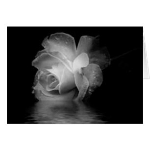 Schwarze Schatten-Rose