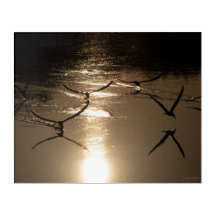 Schwarze Scherenschnäbel auf einem goldenen See, T