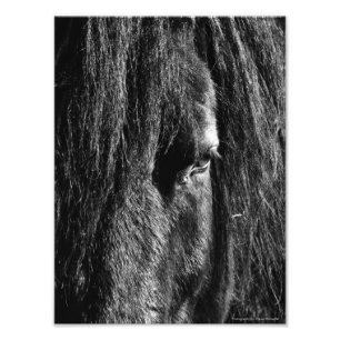 Schwarze Schönheit - Erweiterung des Fotos Fotodruck