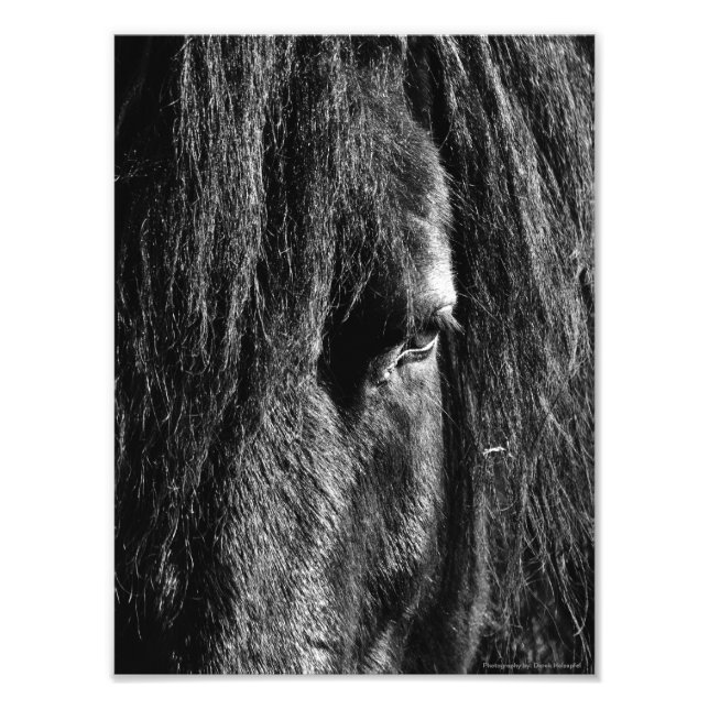Schwarze Schönheit - Erweiterung des Fotos Fotodruck (Vorne)