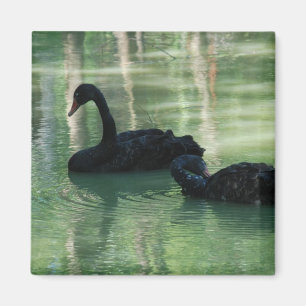 schwarze Schwäne Magnet