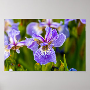 Schwarze-Schwertlilie-Blumenposter Poster