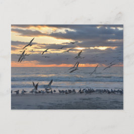 Schwarze Skimmers landen an einem Florida-Strand Postkarte