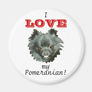 Schwarze Spitz-ICh LIEBE mein Spitz! Magnet