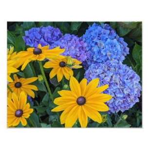 Schwarze Susanne und Blaue Hortensie Blumenbild Fotodruck