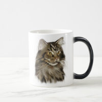 Schwarze Tabby-Maine-Waschbär-Katze
