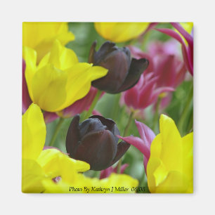 Schwarze Tulpen Magnet