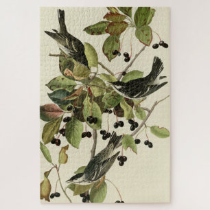 Schwarze Umfrage Warbler von Audubons Vögeln in Am